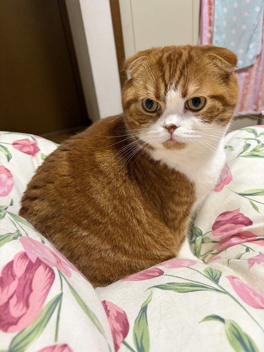 スコのココくん👼 tweet media