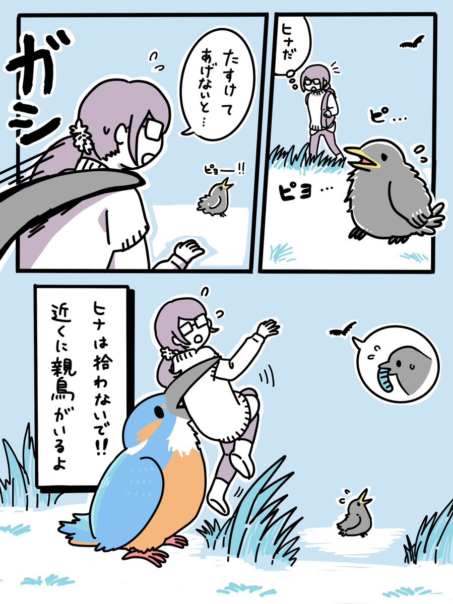 鳥のヒナは拾わない！そっと見守りましょう！
※再掲