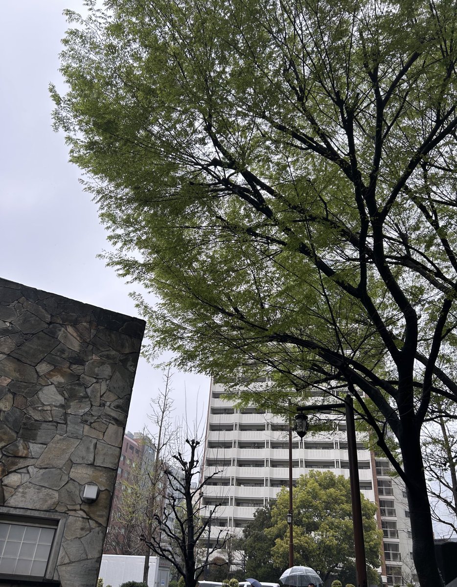 あまちーぱぱ tweet media