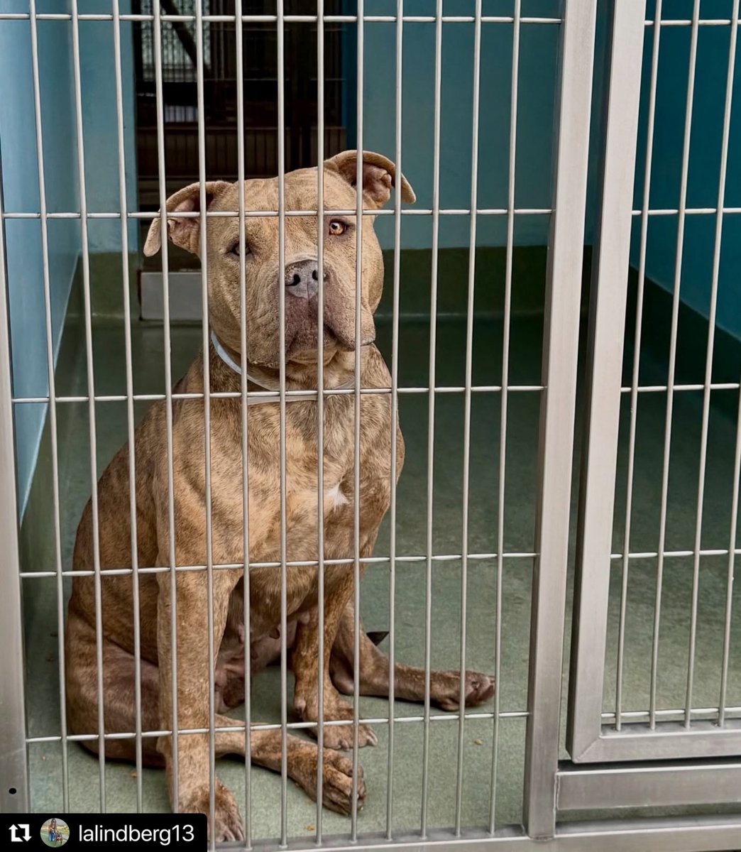 Stand Up For Pits Foundation, Inc tweet media