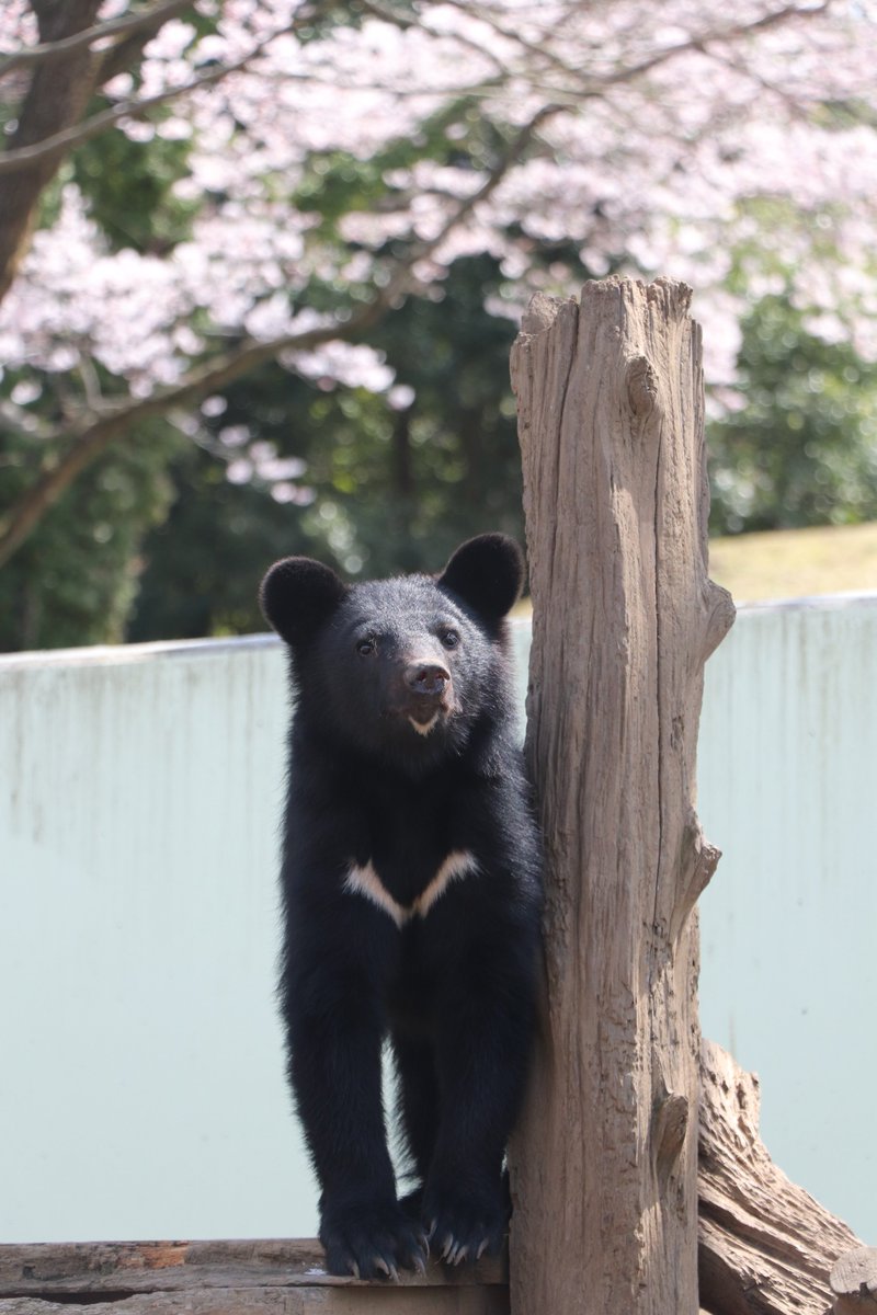 阿蘇カドリー・ドミニオン【公式】 tweet media