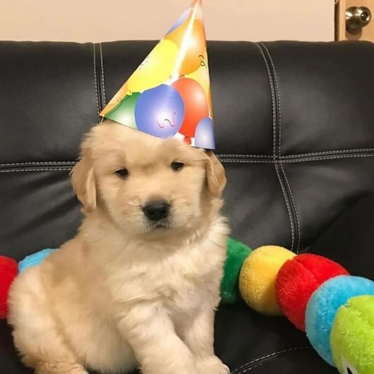 Αℓєχ G σƒ ѕнє∂тωт ✮⋆˙🐾 tweet media