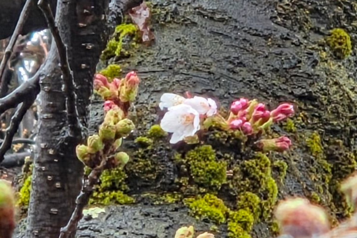 弘前公園 tweet media