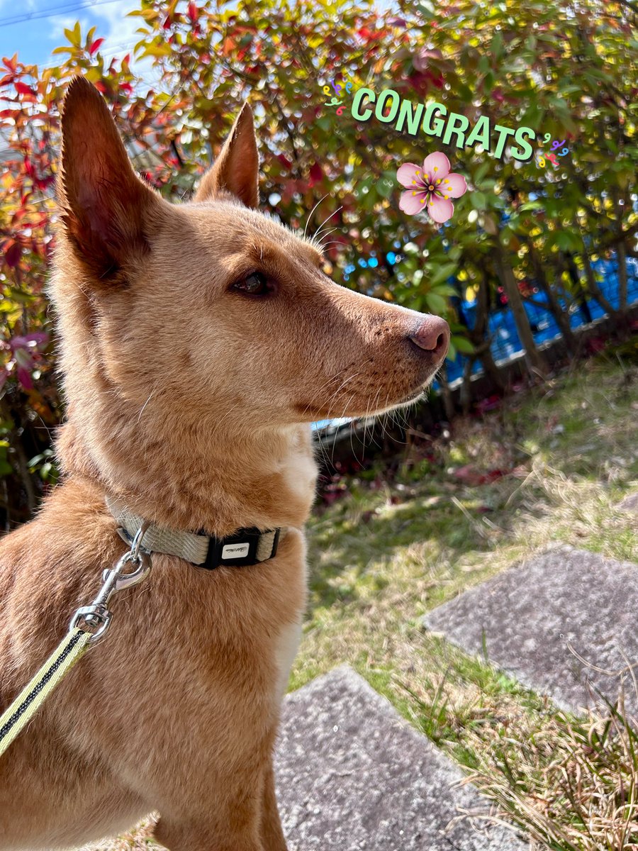 さくら怜音🌸🍀 tweet media