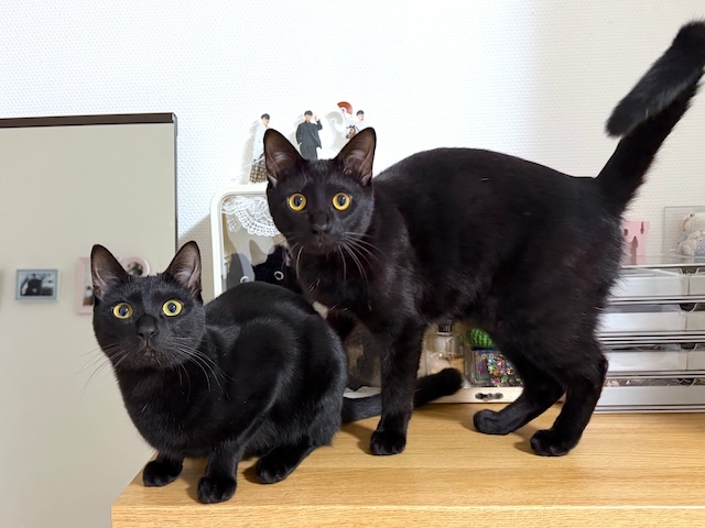 梅子の部屋【黒猫兄妹】 tweet media