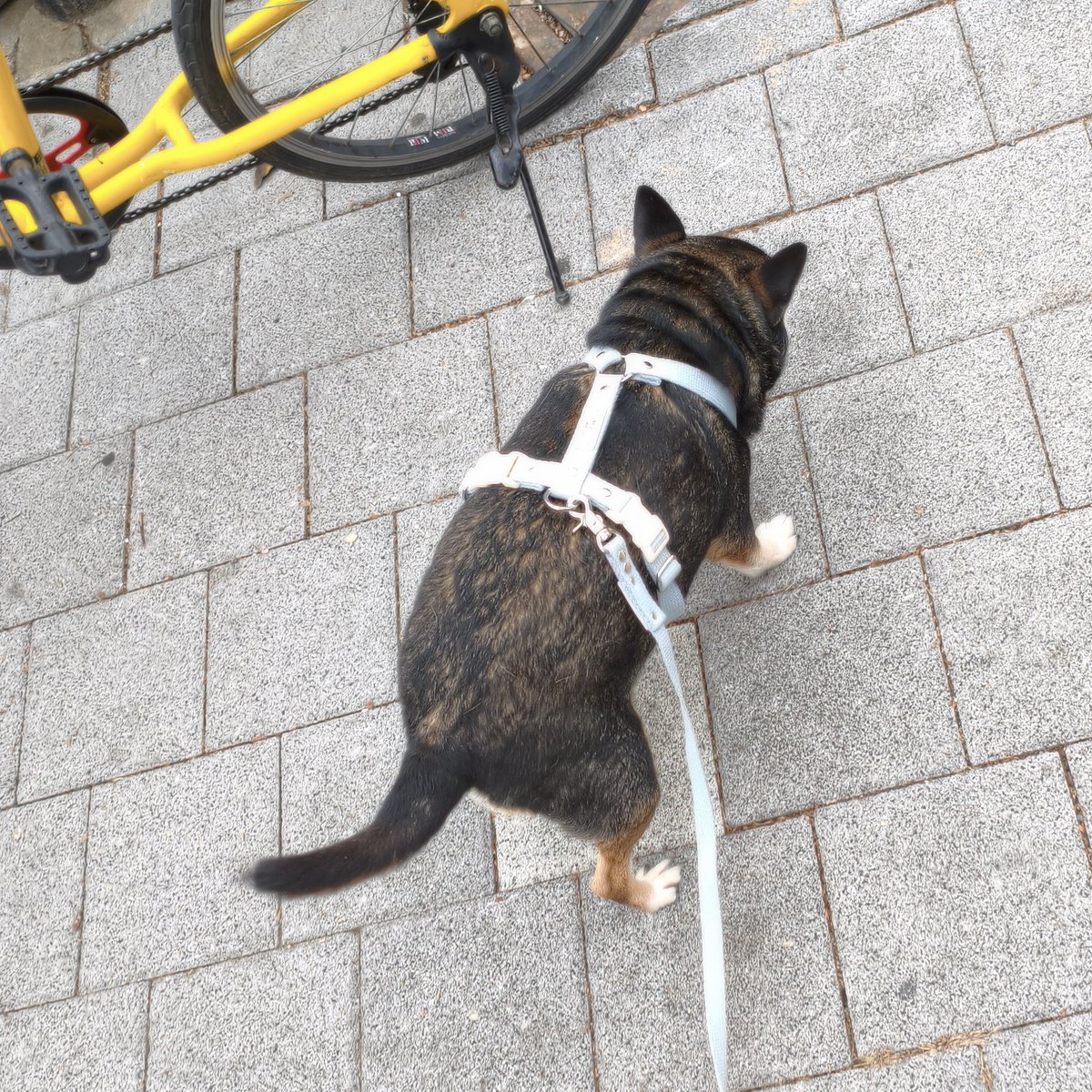 𝓝𝓸𝓷𝓰𝓫𝓾 tweet media