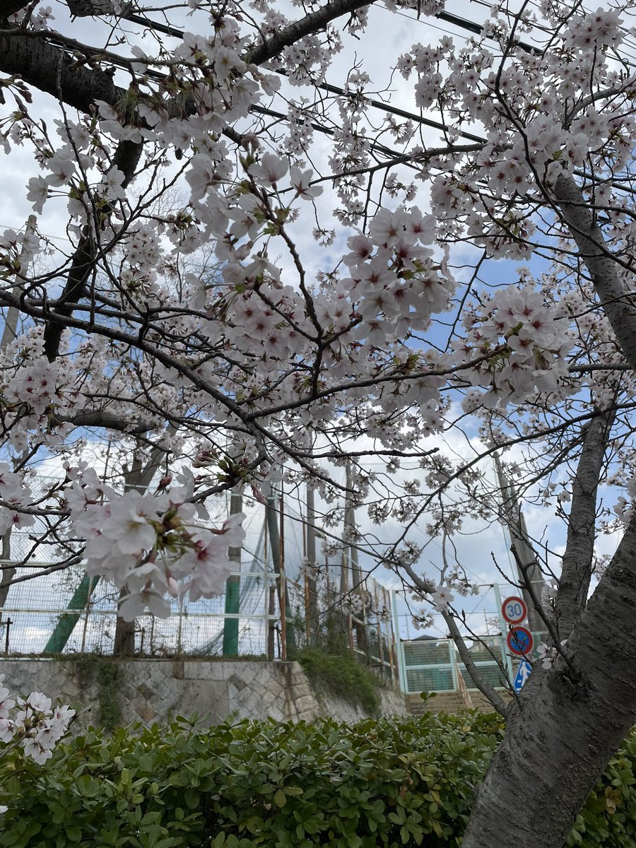 名谷キャンパスの桜が咲いています。