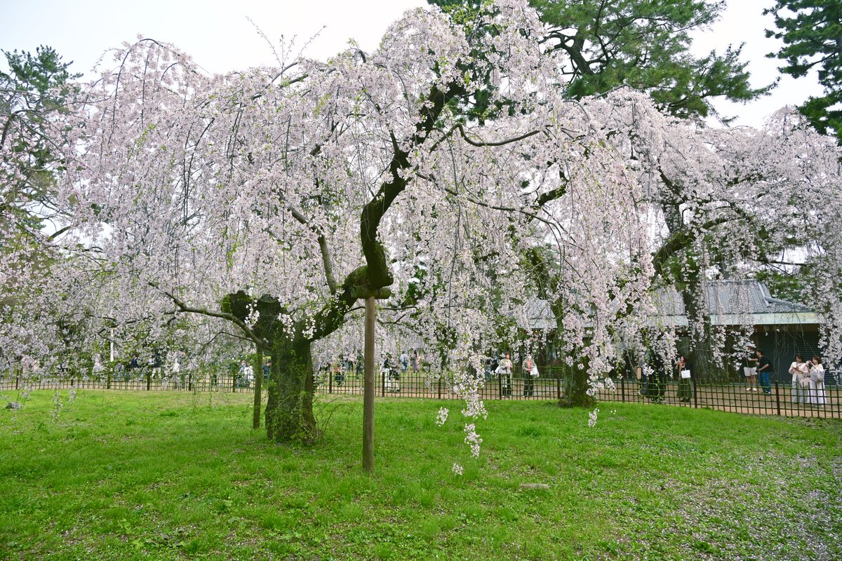 写真日和 tweet media