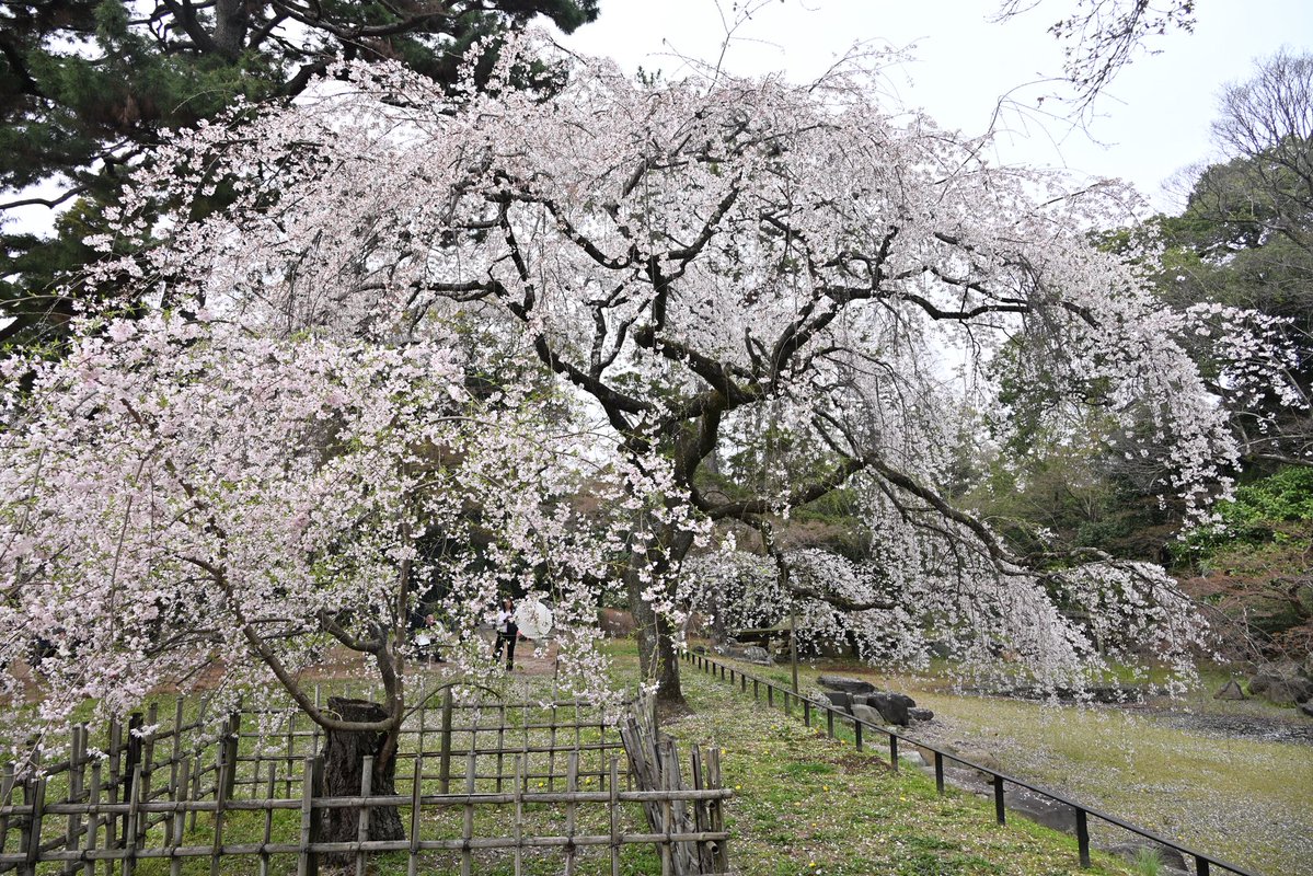 写真日和 tweet media