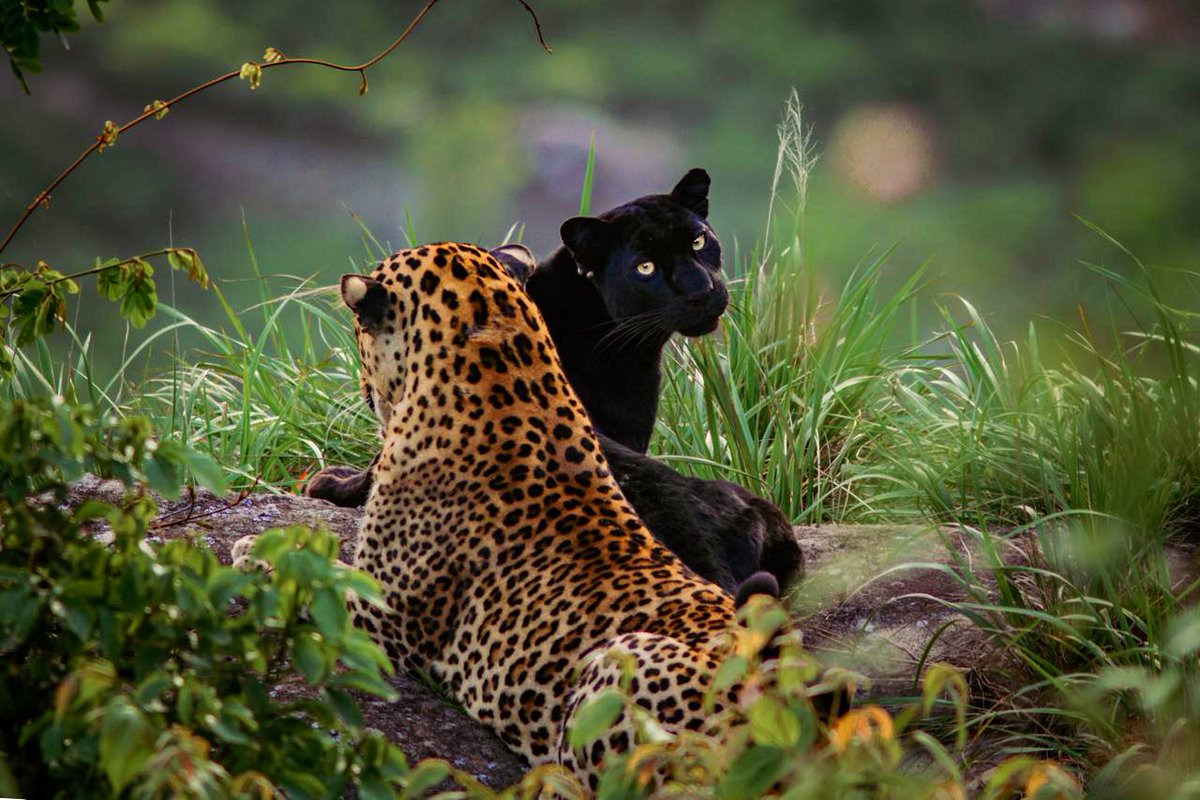 Supriya Sahu IAS tweet media