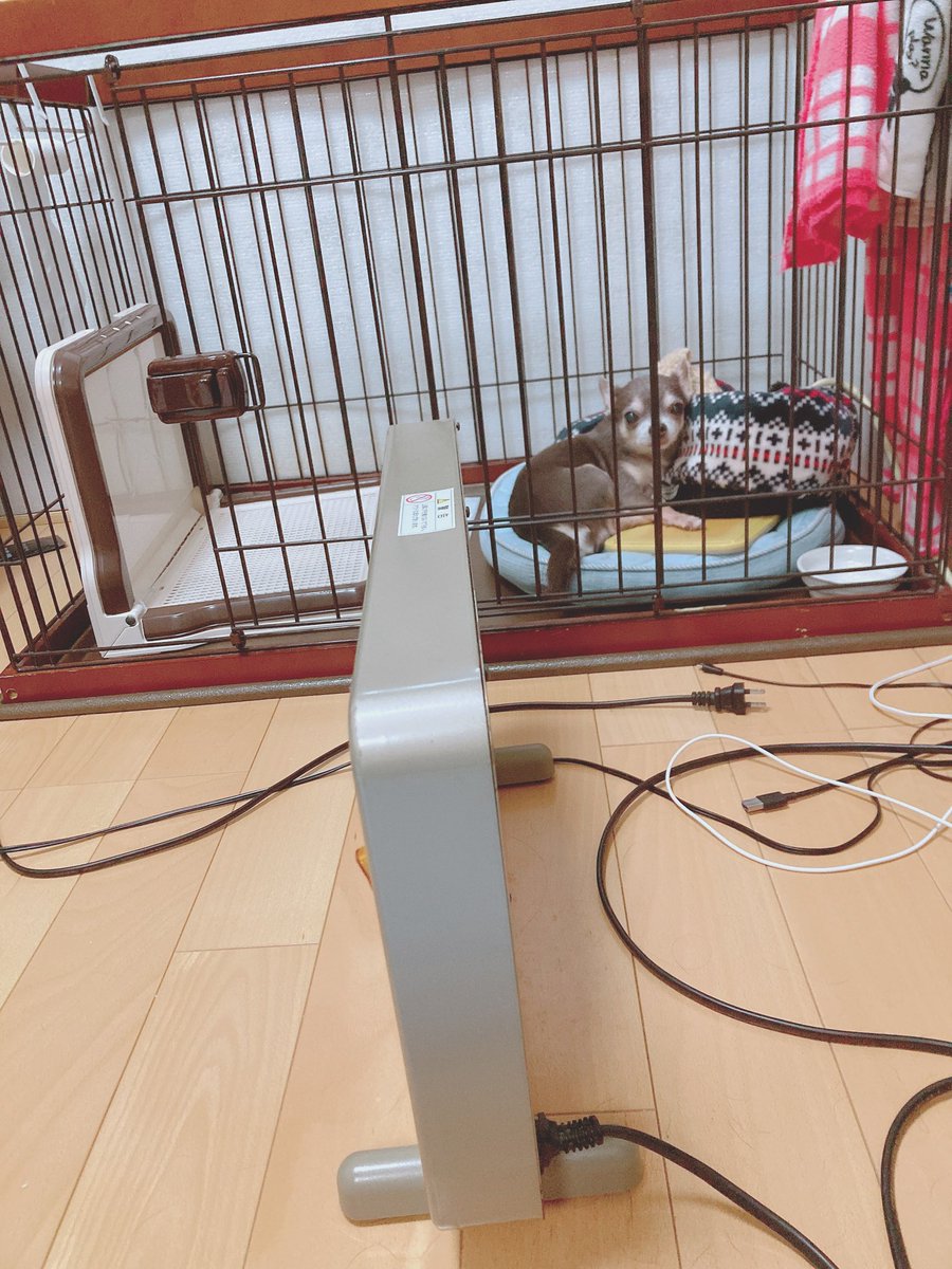 チョま˘(•🔰•)˘@多声類VTuber tweet media