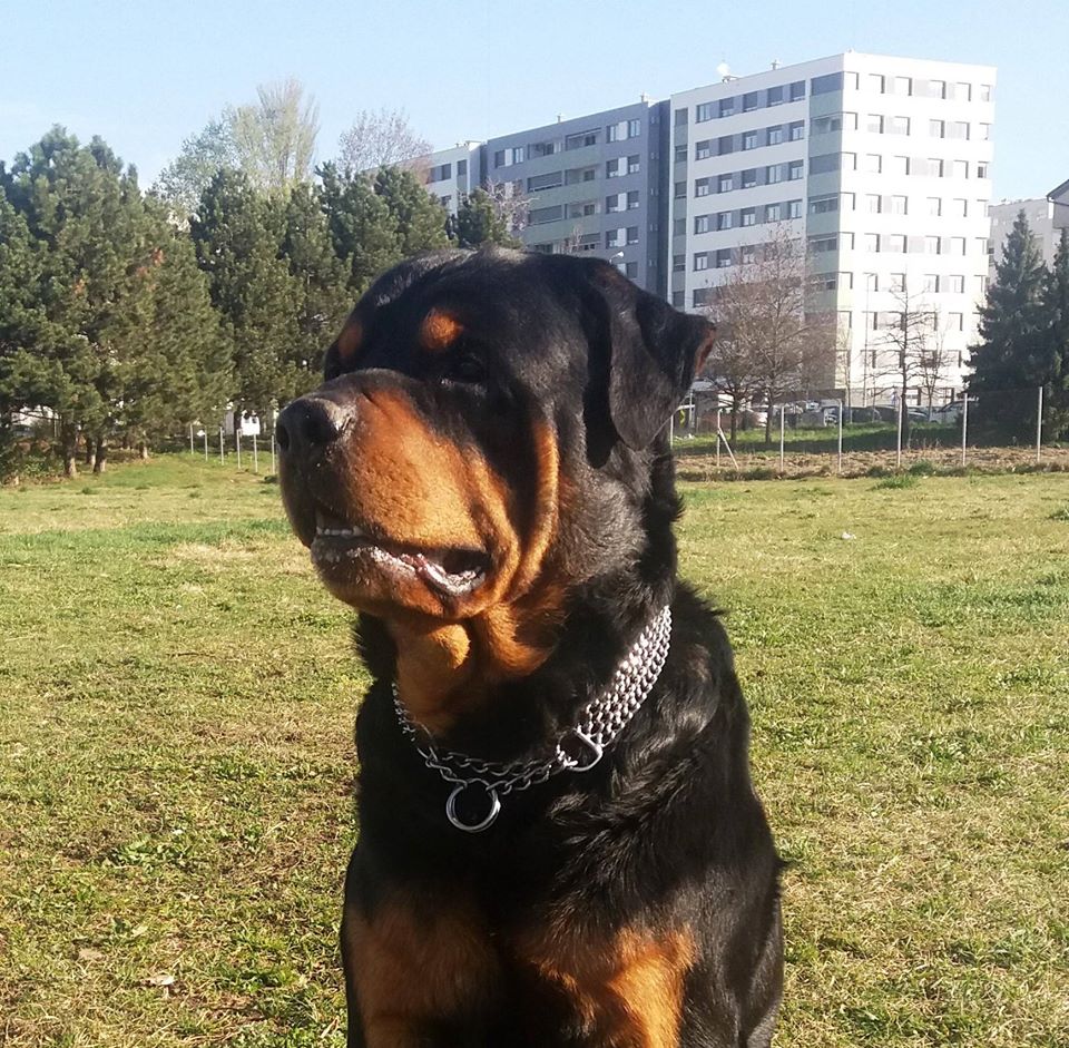 staro njurgalo tweet media