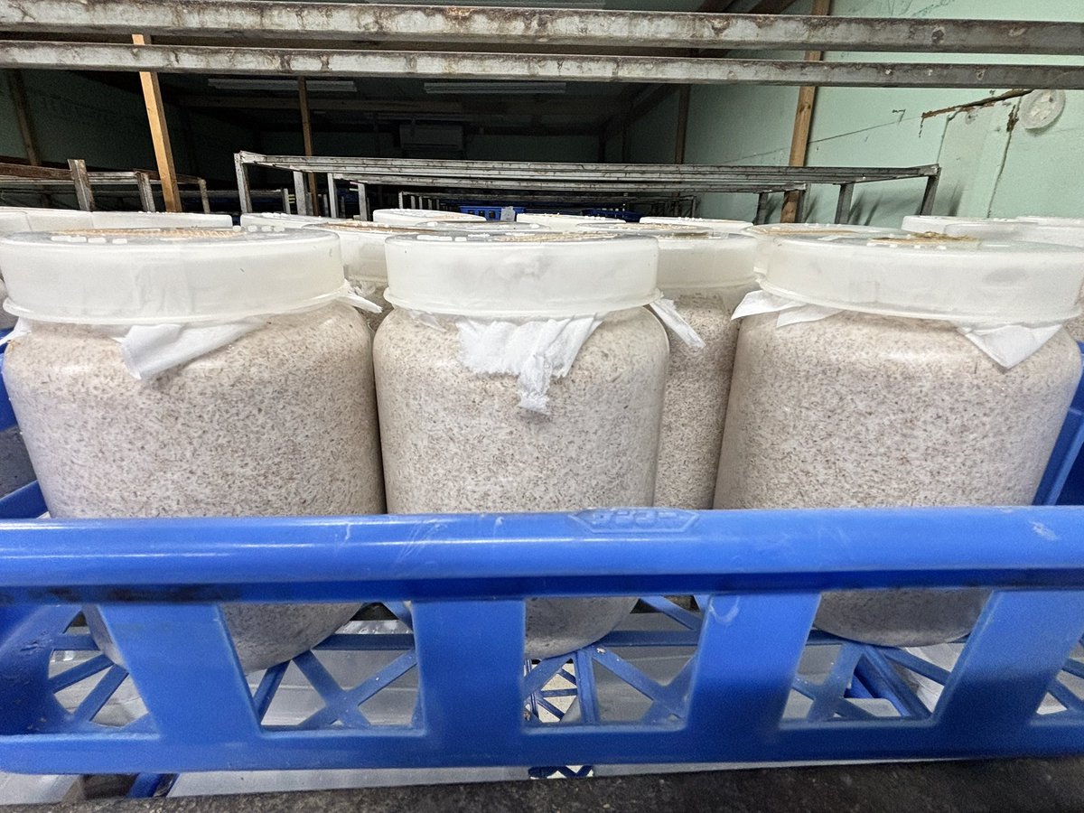 神長きのこ園生産部A tweet media