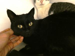 びーとも tweet media