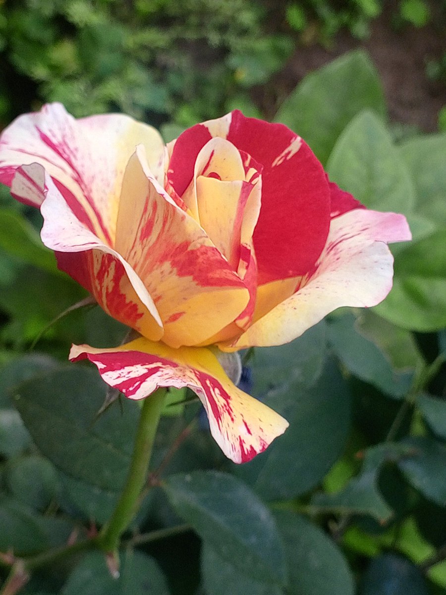 Kun_Fayakun123's tweet photo. Good Morning 😻🌹🌿
#MorningClick https://t.co/Cgz61q9k01