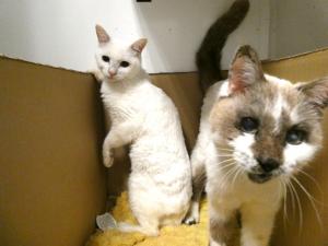 びーとも tweet media