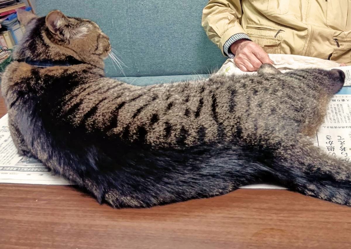 仁科裕貴@11/5新刊『こちらはただの「落とし物係」です！』 tweet media