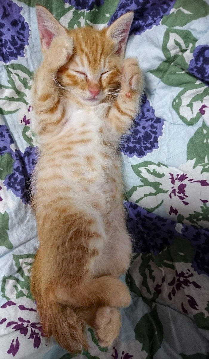 ぷりんちゃん𝕏 tweet media