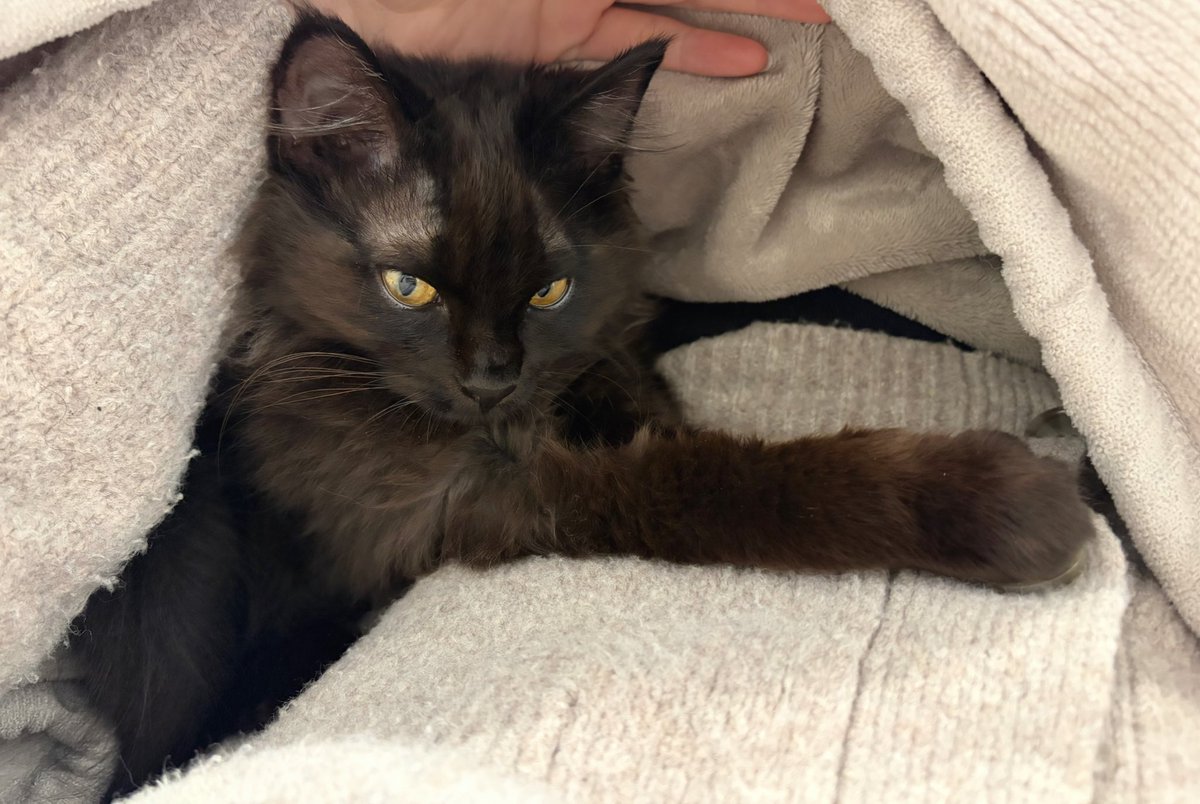 Li 🐈‍⬛🐈‍⬛2匹の双子保護猫と日常🌿 tweet media