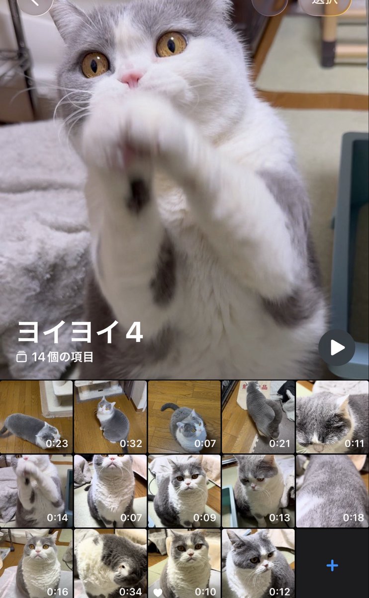 osasan335 tweet media