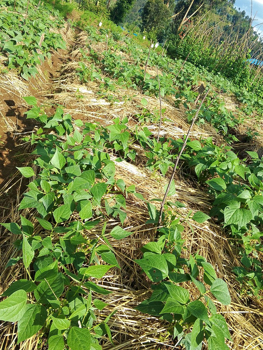 Iradukunda1650's tweet photo. Behind the production of #FreshBean well, keep farm healthy by mulching and weeding unnecessary plants.supplying amount of water at good time. https://t.co/vT9cSO2K4g