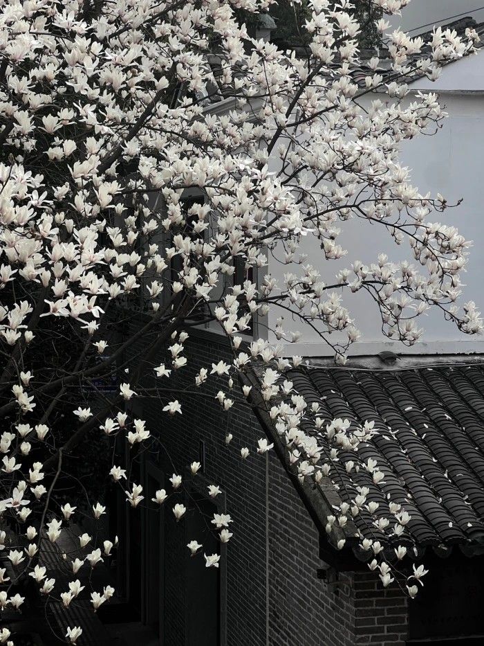 VoidVista tweet media