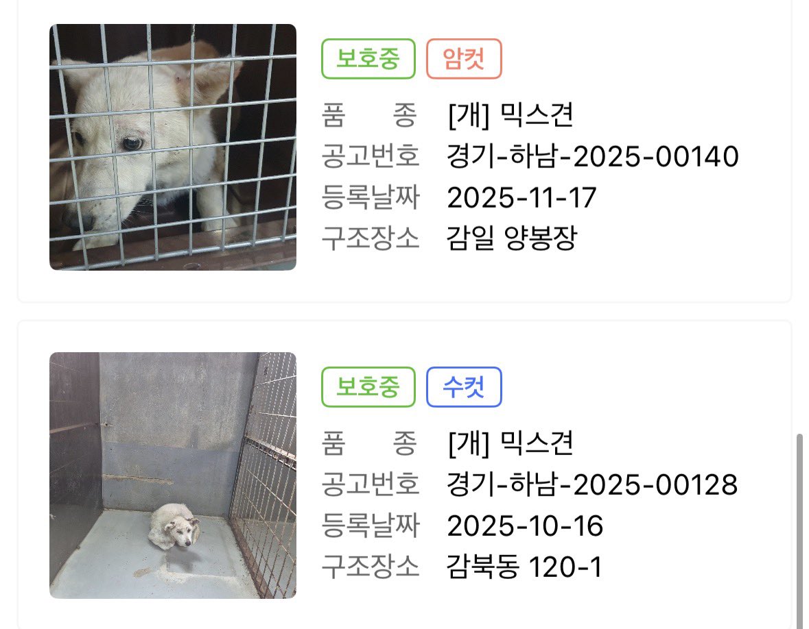 하남시 보호소 입양홍보 tweet media