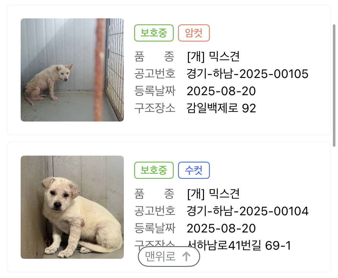 하남시 보호소 입양홍보 tweet media