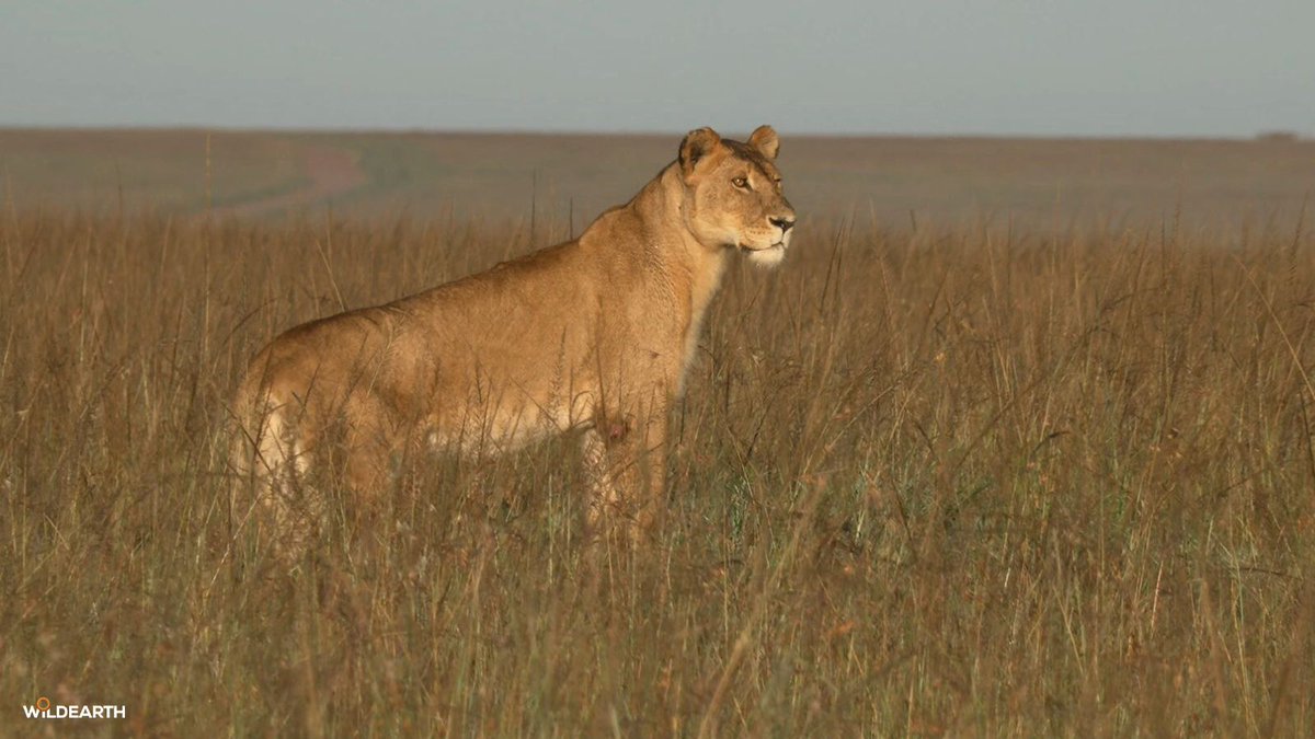 WildEarth tweet media