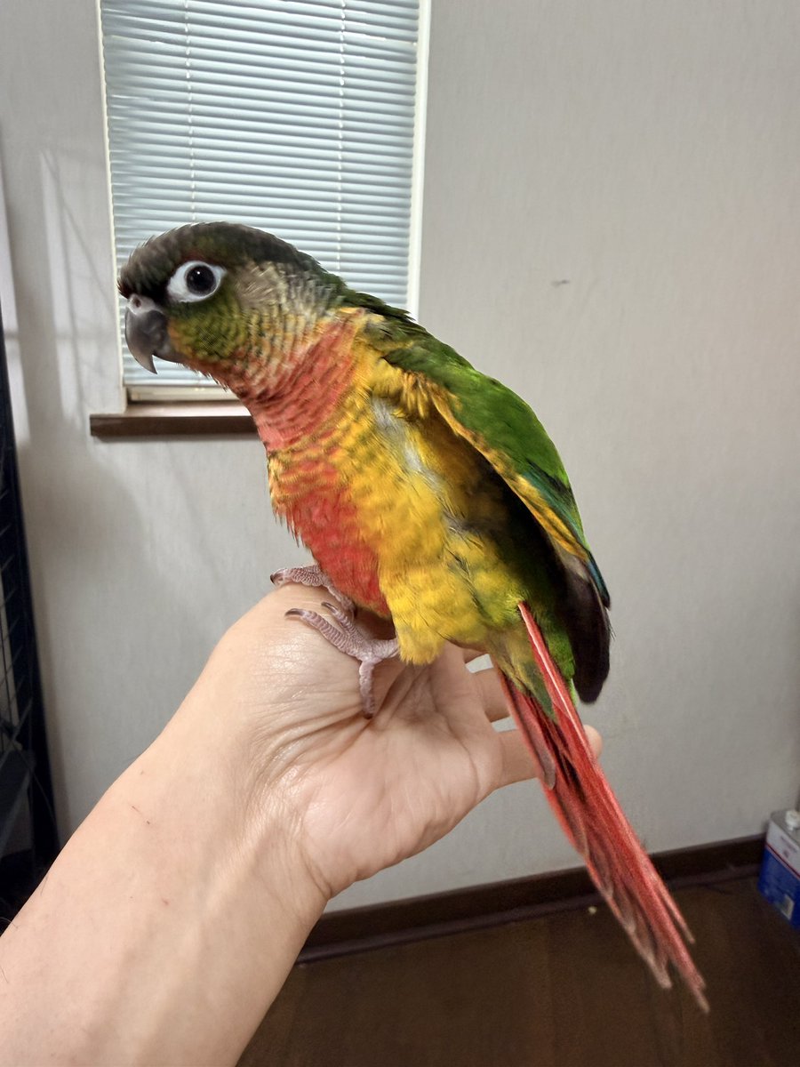 drag_on_juichi's tweet photo. ウロコインコの
茶柱も生後２ヶ月となり
羽もだいぶ生え揃った‼️
カラーリング派手🤣

ブリーダーの
candyさんとこには
もっとカラフルな兄妹がいます😆

#ウロコインコ https://t.co/O6fz1pIrF3