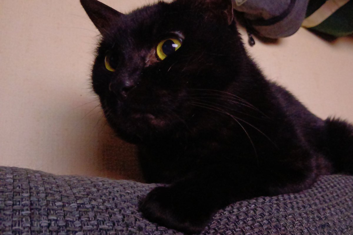 ぽんち。'26 tweet media