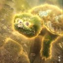 Solana Memes Scanner tweet media