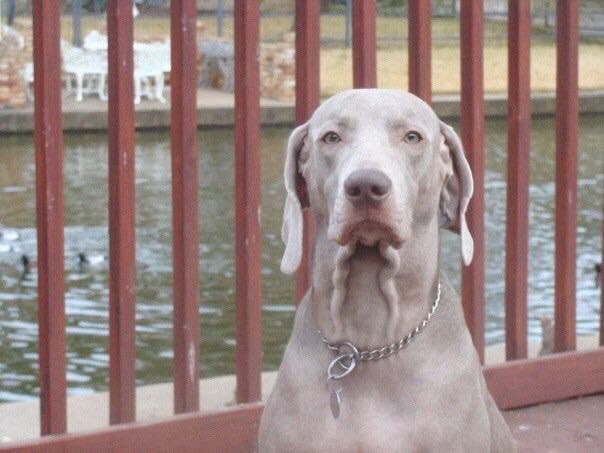 F.A.F.O. tweet media