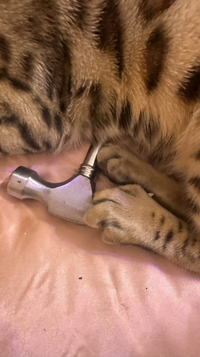 Demi Hawks 🪽 tweet media