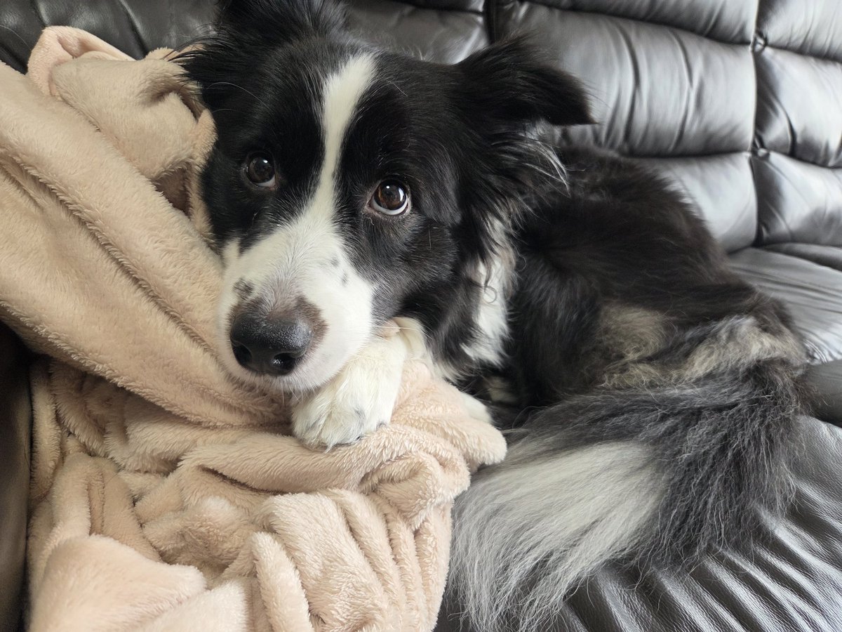 ぷりん tweet media