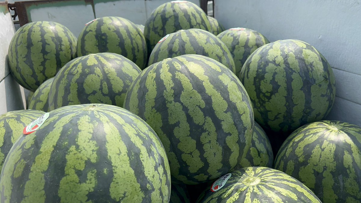 新潟のスイカ農家カネダマサキ tweet media