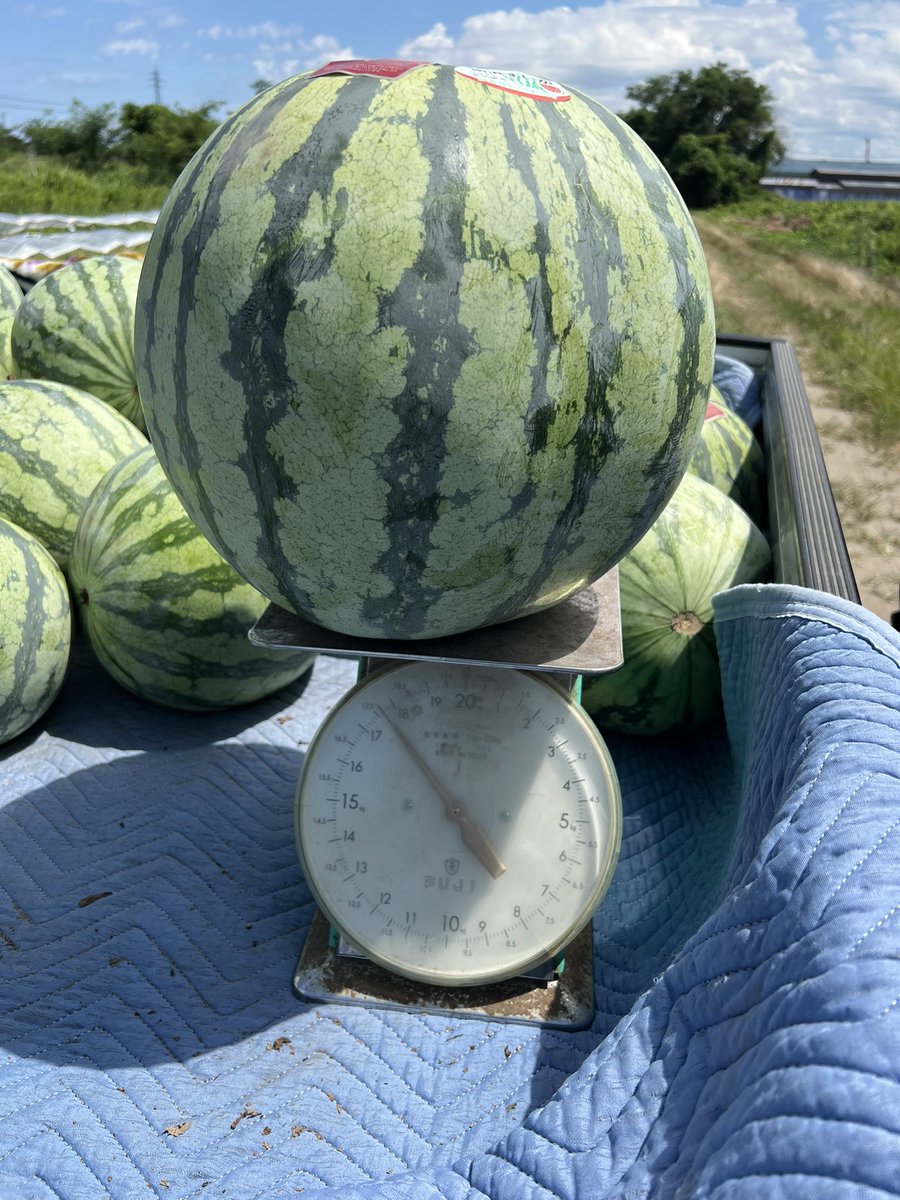 新潟のスイカ農家カネダマサキ tweet media