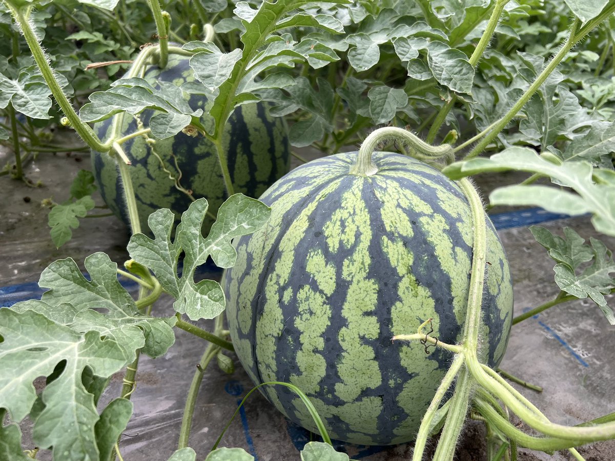 新潟のスイカ農家カネダマサキ tweet media