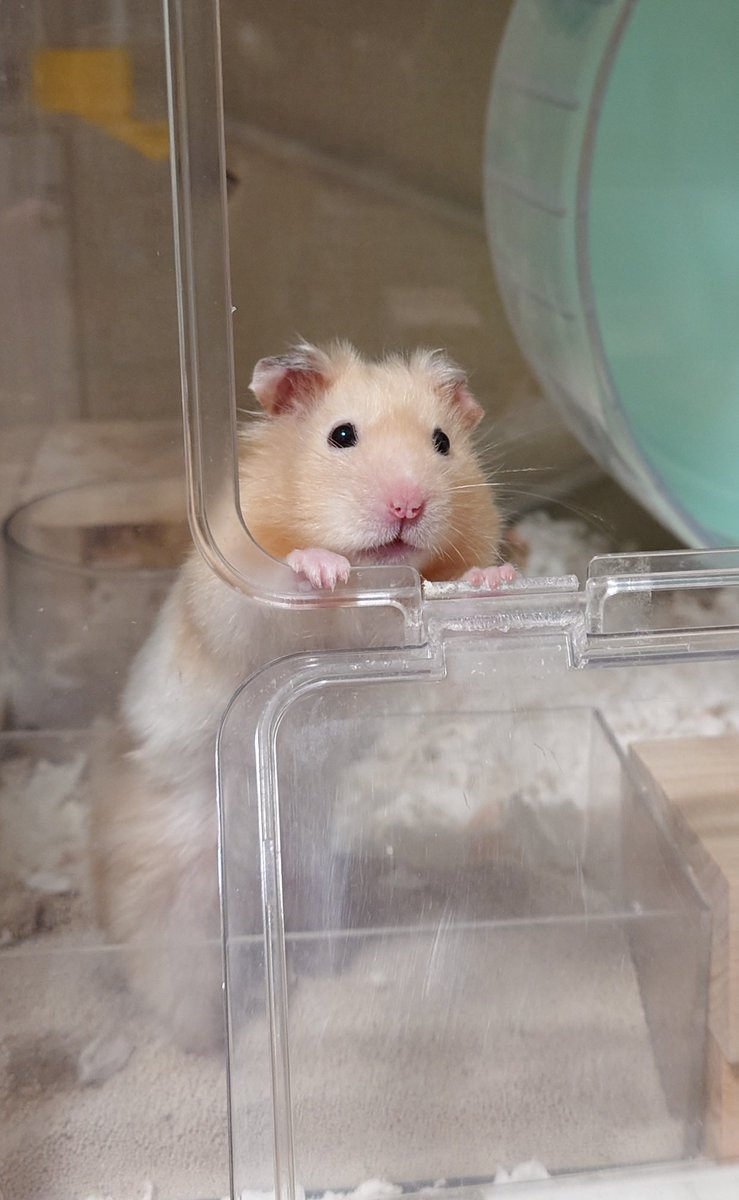 𝒄𝒉𝒂𝒚 tweet media