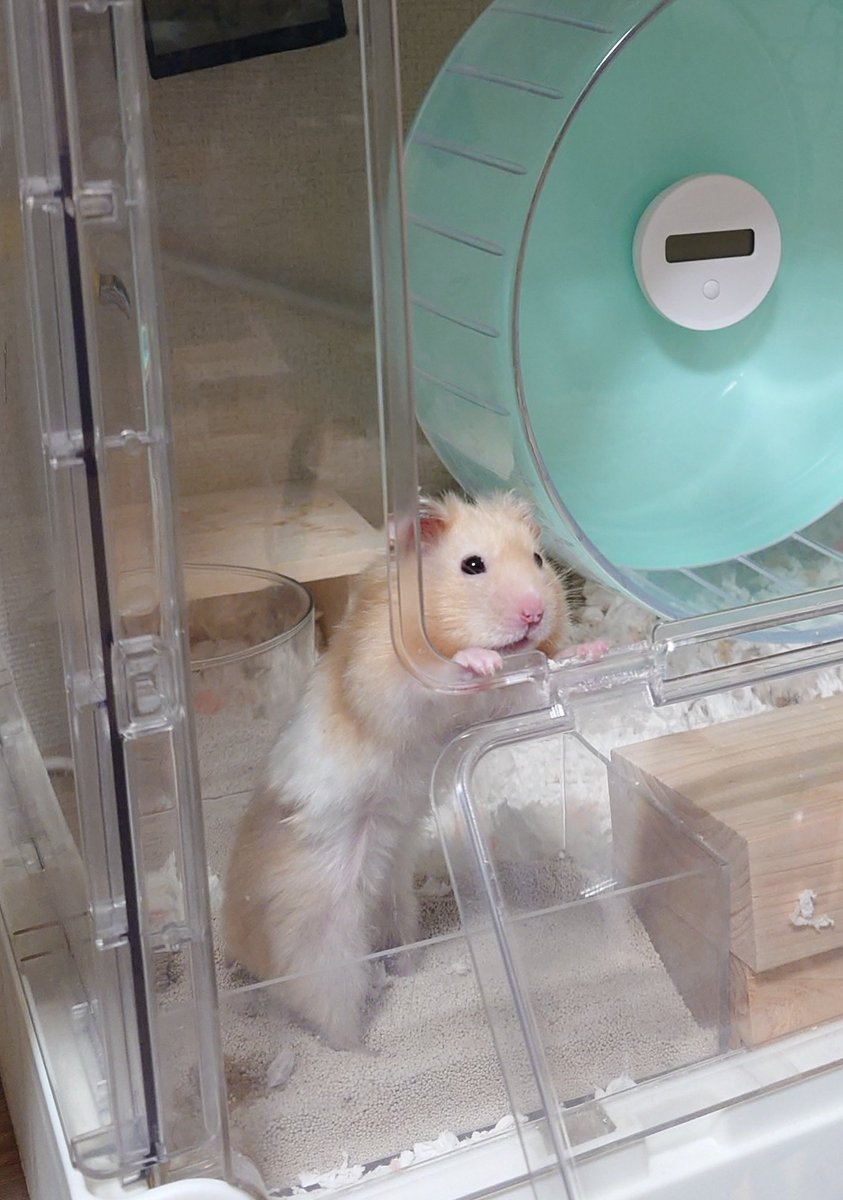 𝒄𝒉𝒂𝒚 tweet media