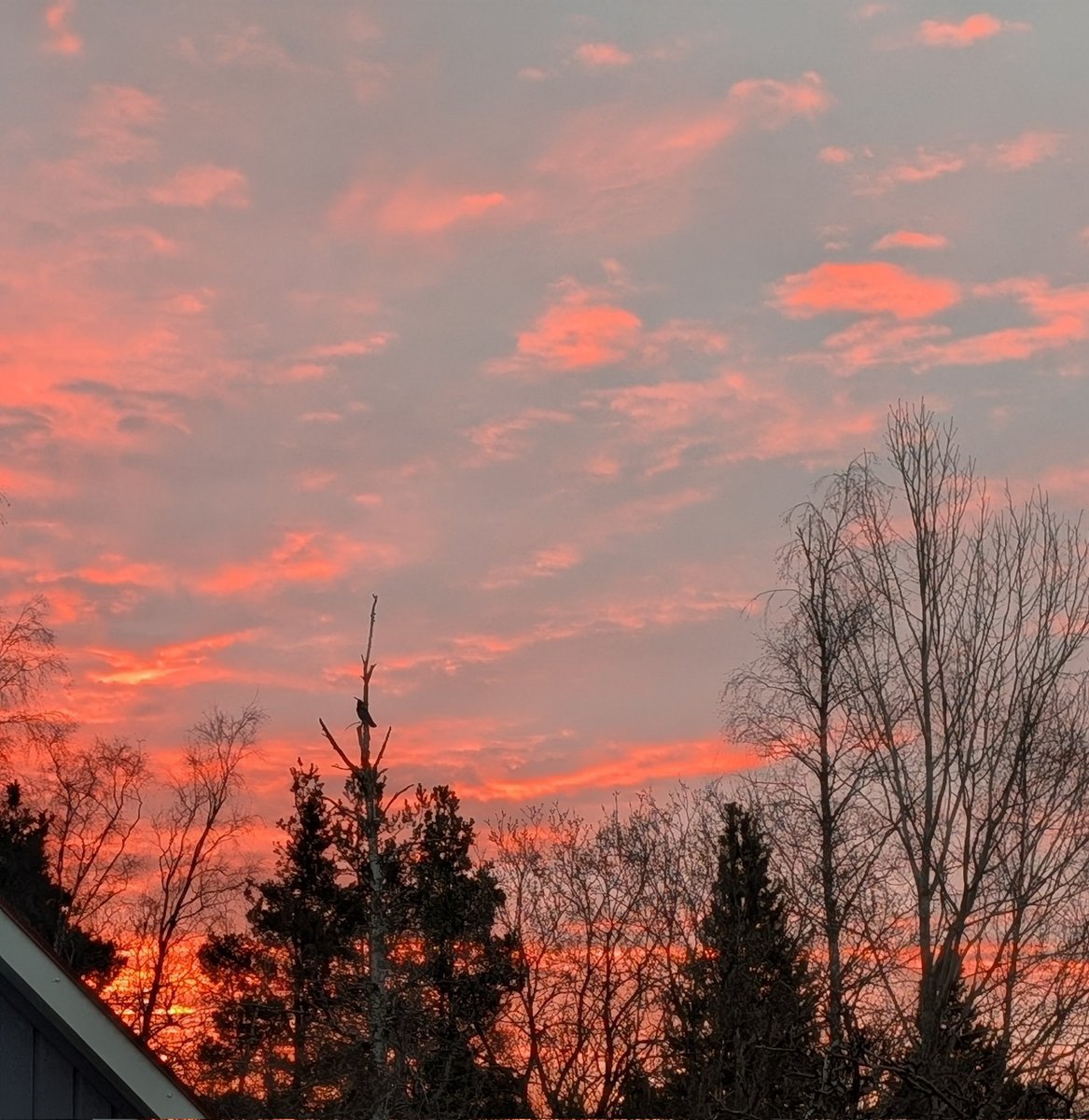 Elisabeth Swedman tweet media