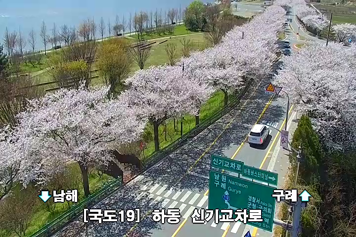 HappyTraffic's tweet photo. [경상권] 벚꽃명소  
국도19호선 하동 섬진강 습지공원
국도19호선 하동 신기교차로
봄철 졸음운전 주의. 졸리면 창문열고 환기 하세요. #traffic_kor https://t.co/Bfs1NT8L7u