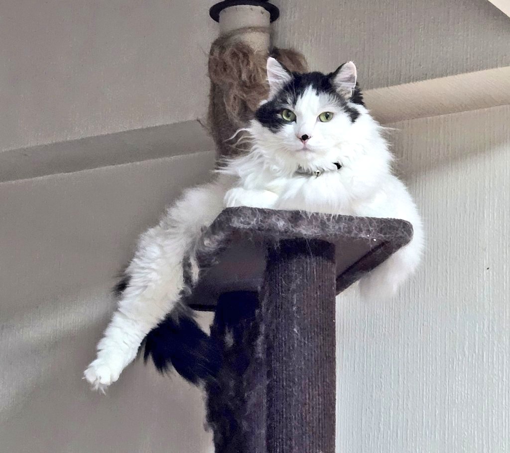 くまルイ❤😺🩵🧸💜 tweet media