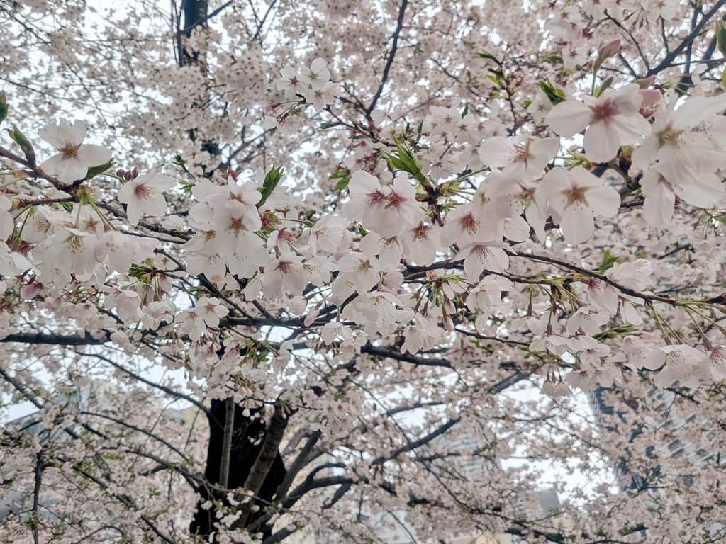 もう少しずつ葉桜になりつつありますね🌸

昨日忙しすぎて嘘つけなかったんですけど今から嘘ついても許されますか