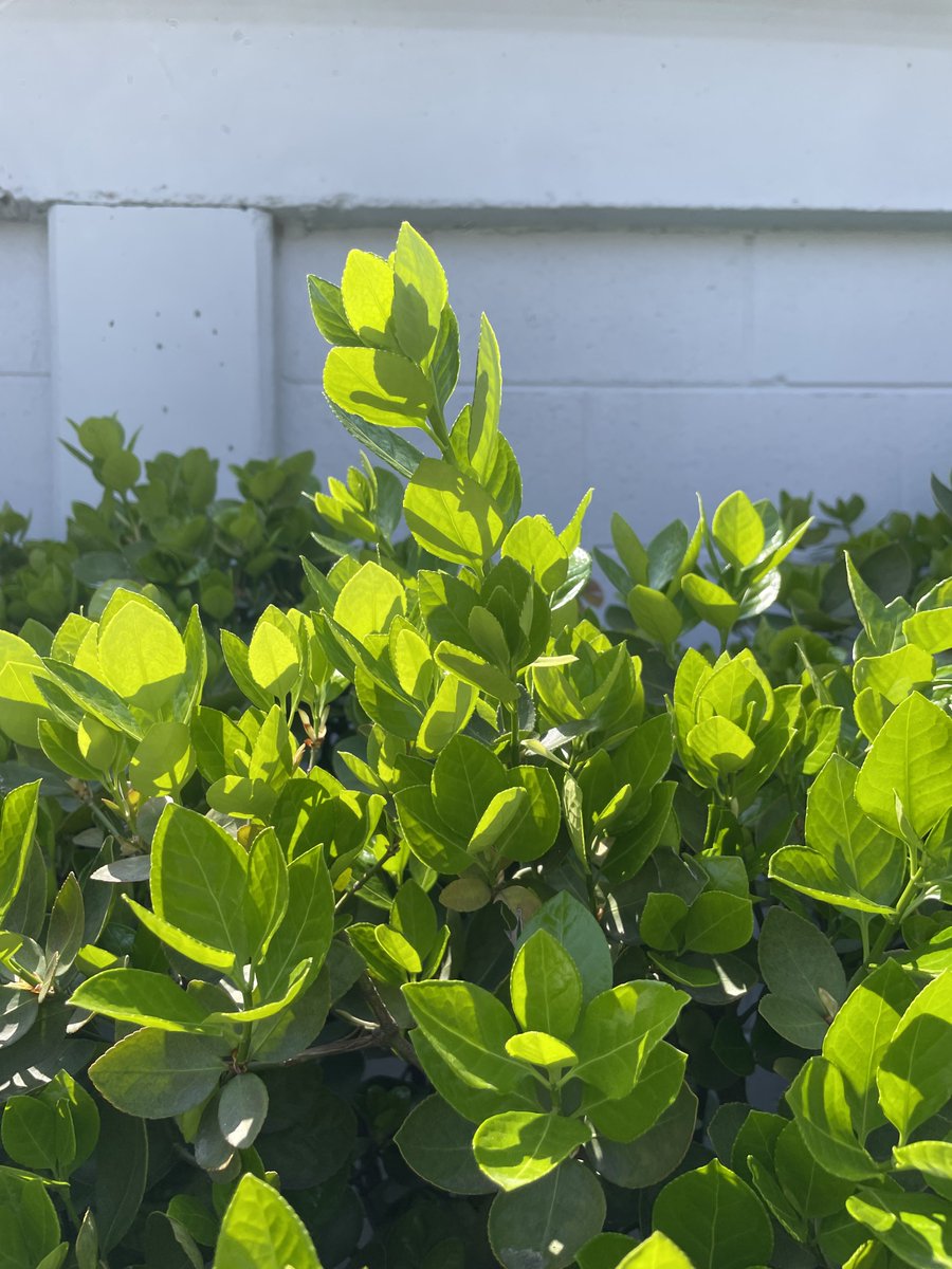 🎗깊이에의 강요🕯 tweet media