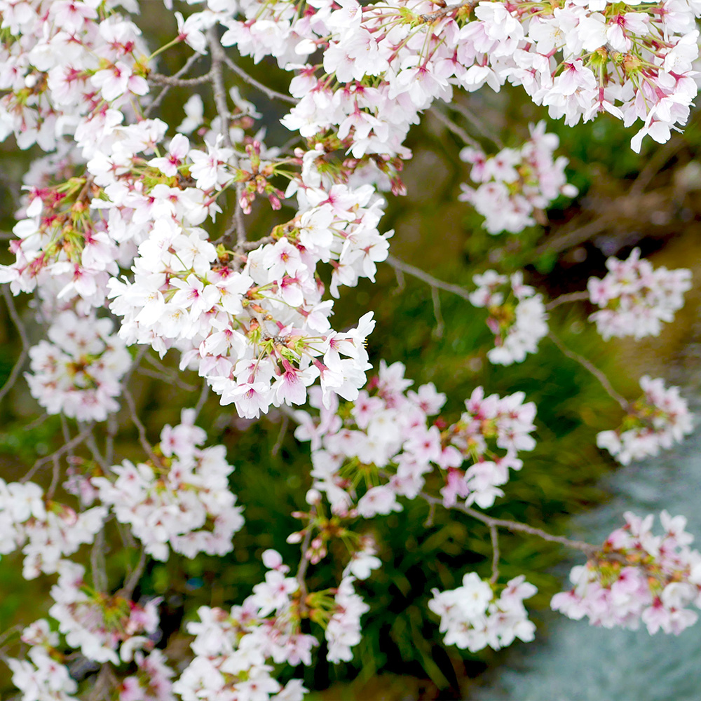 千福醸造元 株式会社三宅本店 tweet media