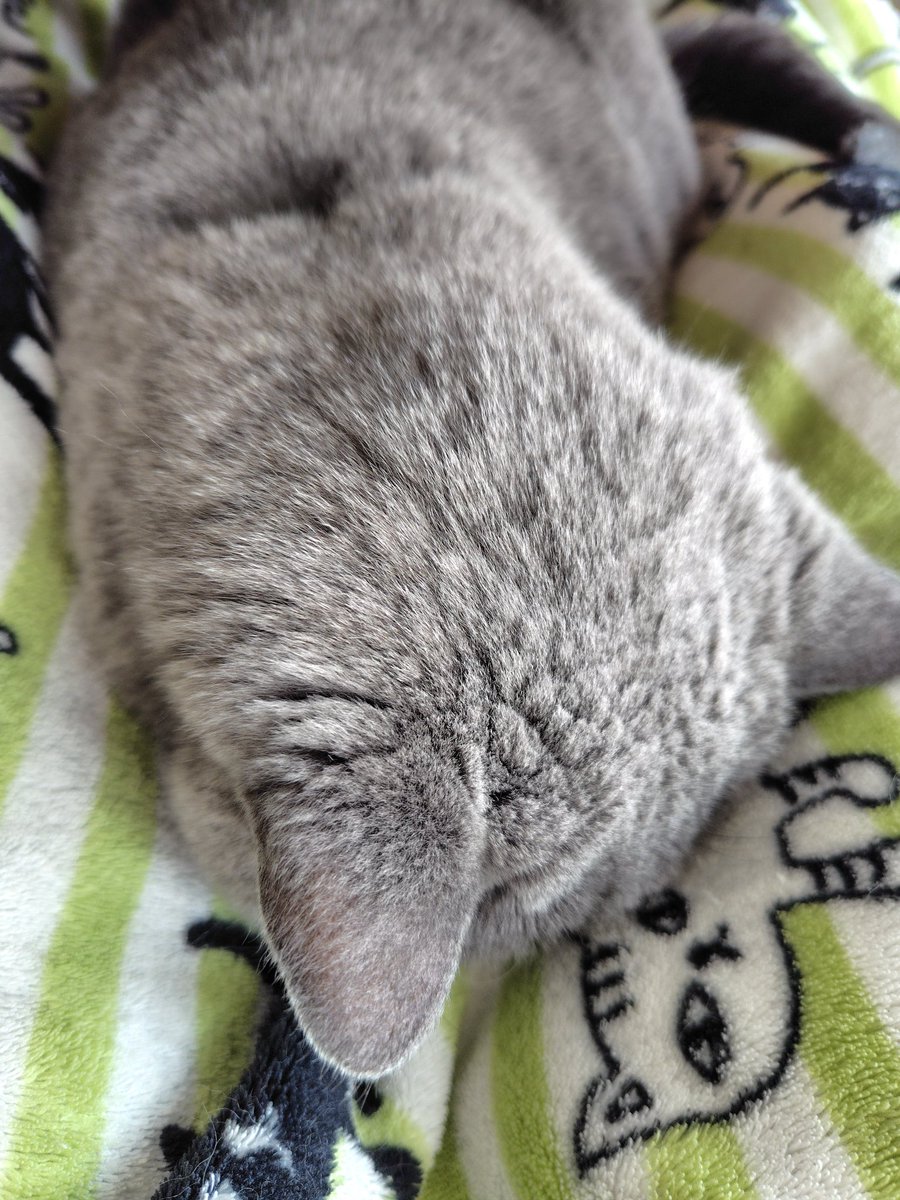 mamoritish's tweet photo. 日曜日から自宅で皮下点滴してます💉
目印に首のあたりを四角く剃ってもらったけど、後ろ脚で掻くからだんだん長方形になってきた😅
ももこ頑張ろうね😺 https://t.co/eQEIogXoZX