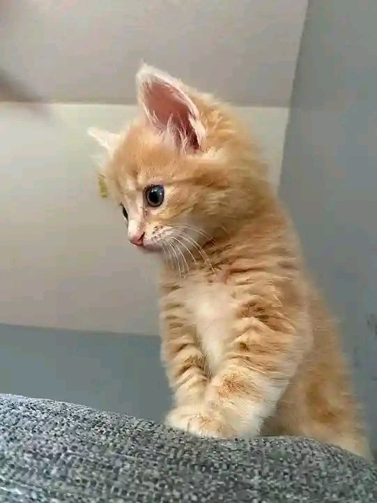 Köñig Timz tweet media