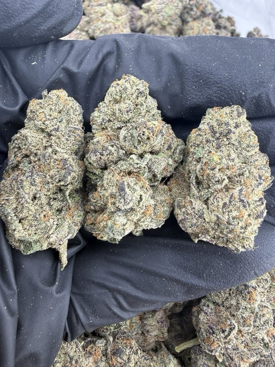 ExoticZaUS's tweet image. Tropical fruit aroma with a euphoric lift that keeps you smiling and social. Perfect for hangouts. #FeelGood #TropicalVibes #SativaLife