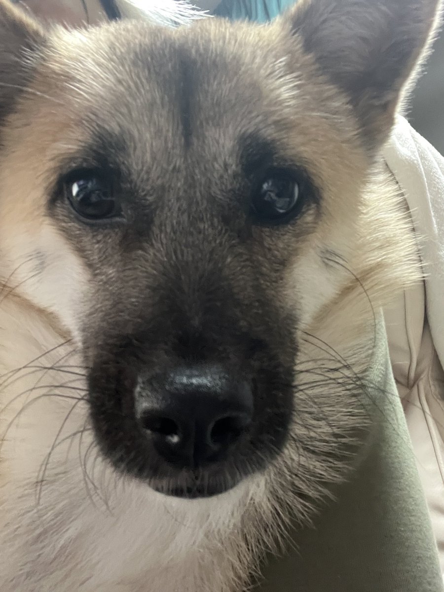 findhomedogs's tweet photo. #입양홍보 #adoptme
#평생엄빠찾아요 #사지말고입양하세요 #입양해주세요 #평생가족찾아요
#dogs #koreandogs #rescuedog #adoptdontshop #adoptable #adoptdogs #foreverhomeneeded #foreverhomewanted https://t.co/5fXf17Bb1W
